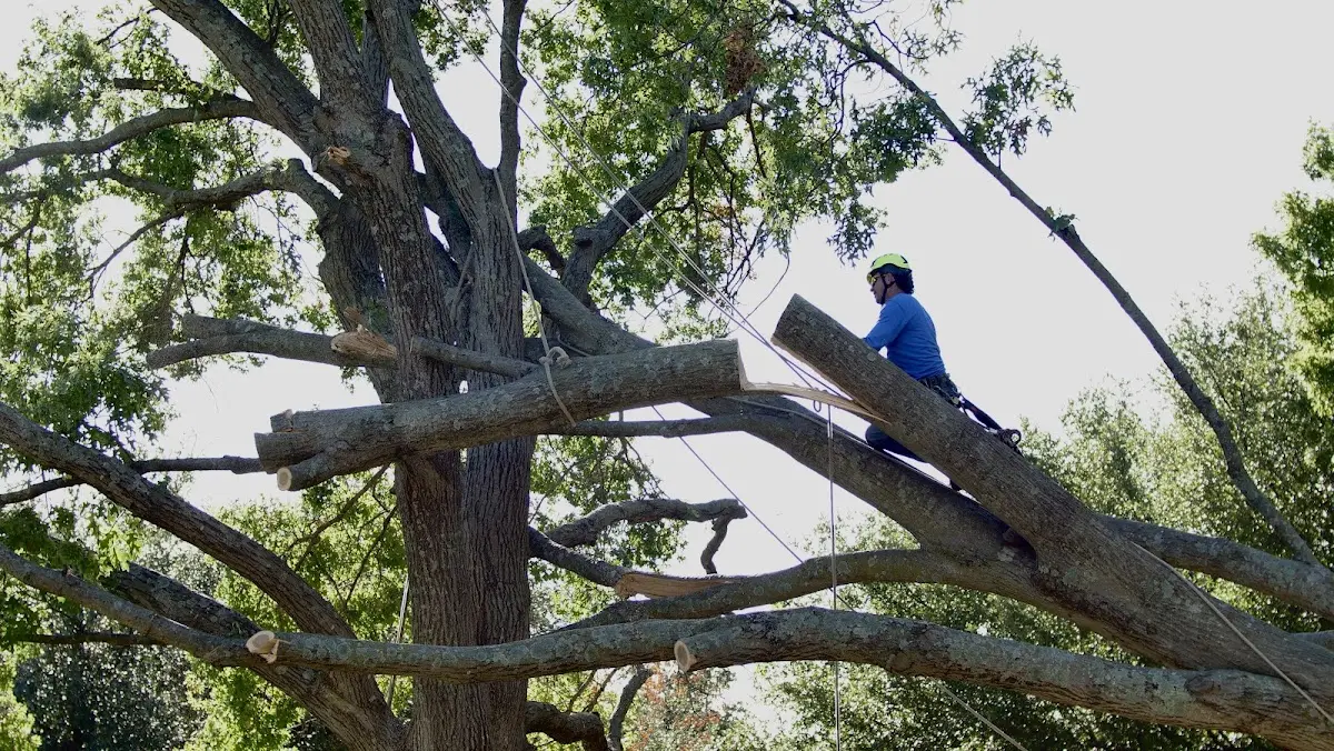 Professional Hazardous Tree Removal performed by certified arborists in New Bloomington