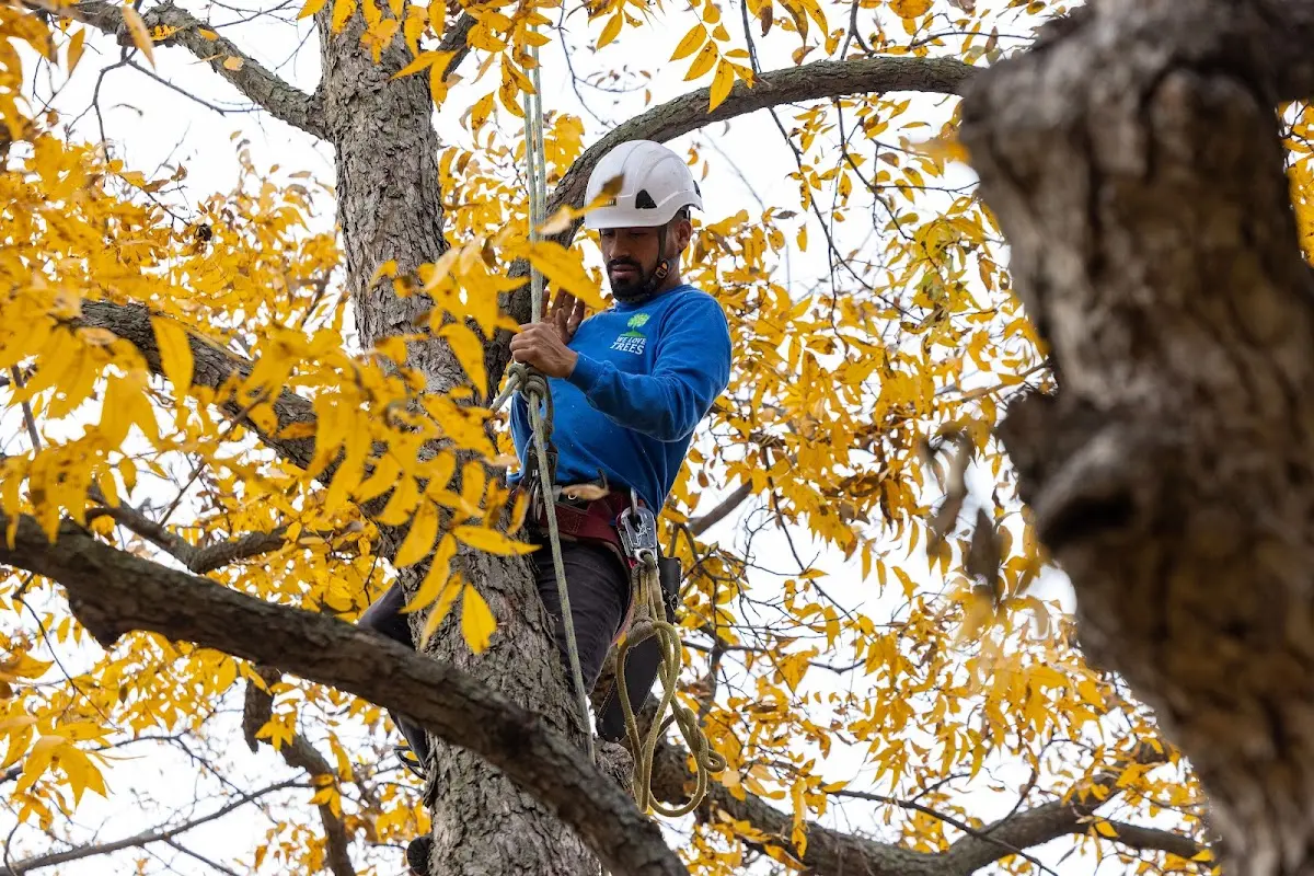 Skilled Tree Planting crew working in New Bloomington