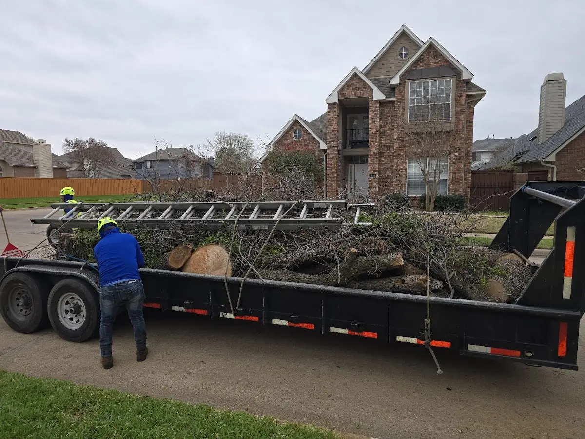 Expert Deadwooding with proper safety equipment in New Bloomington